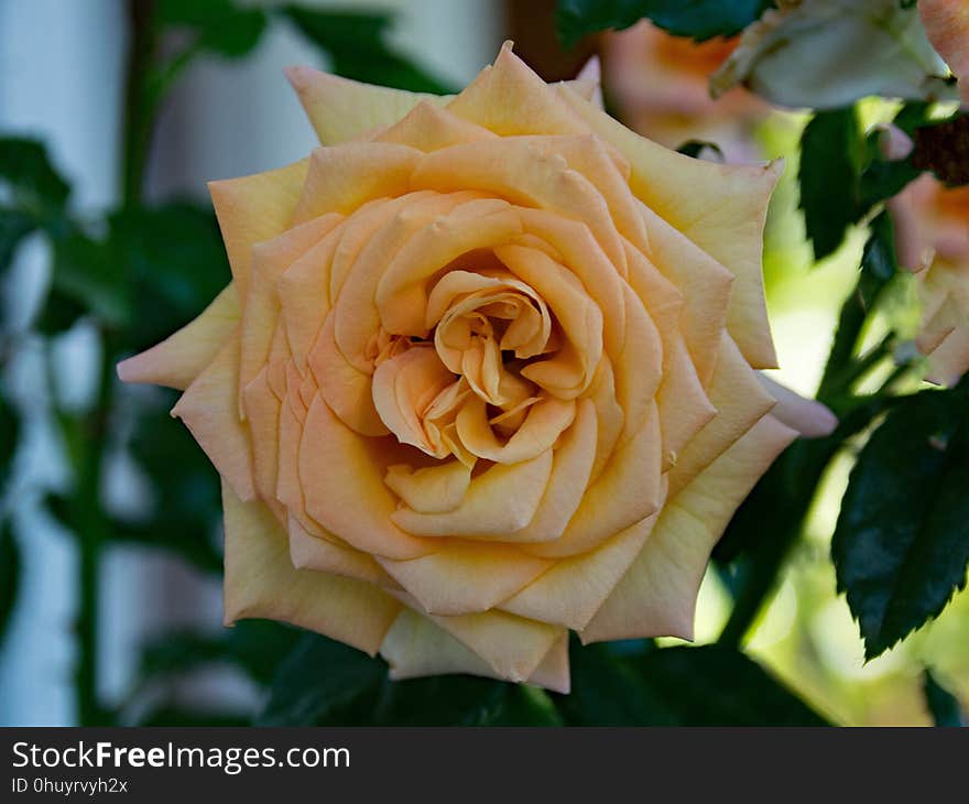 Flower, Rose, Rose Family, Yellow