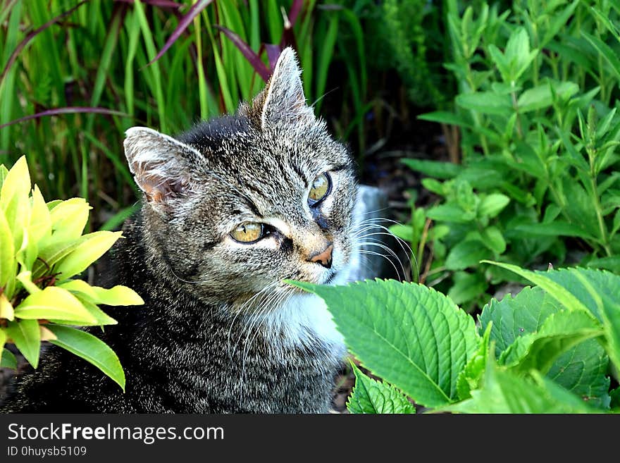 Cat, Green, Mammal, Fauna