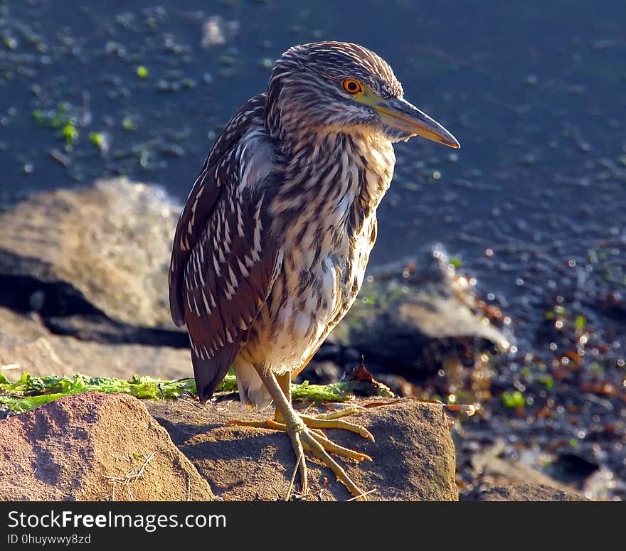 Bird, Beak, Fauna, Green Heron