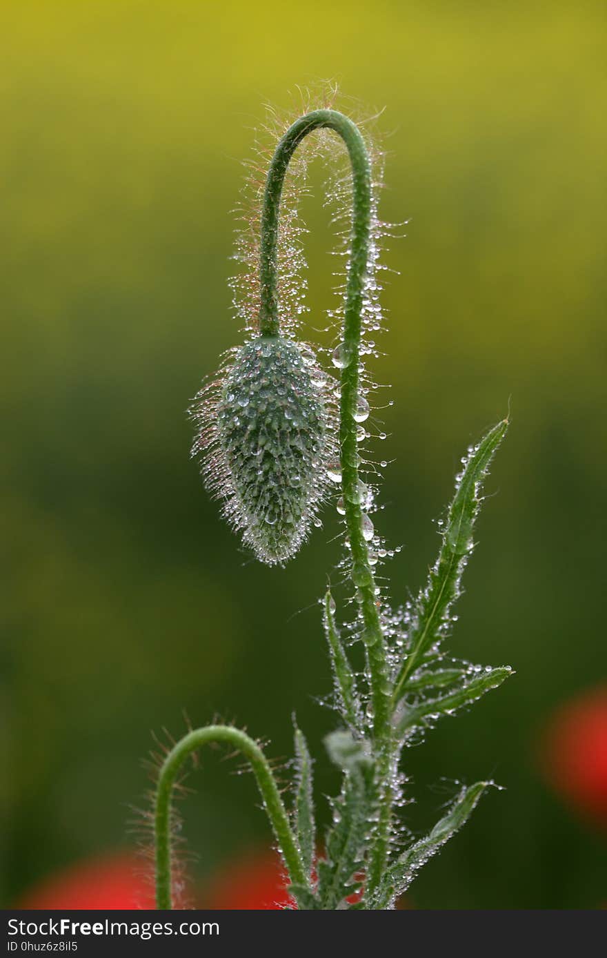 Close Up, Flora, Flower, Plant Stem