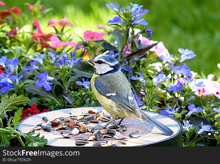 Bird, Fauna, Plant, Bluebird