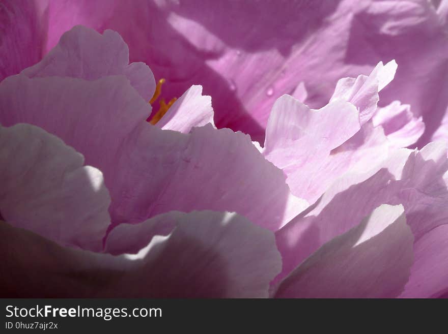 Flower, Pink, Violet, Flowering Plant