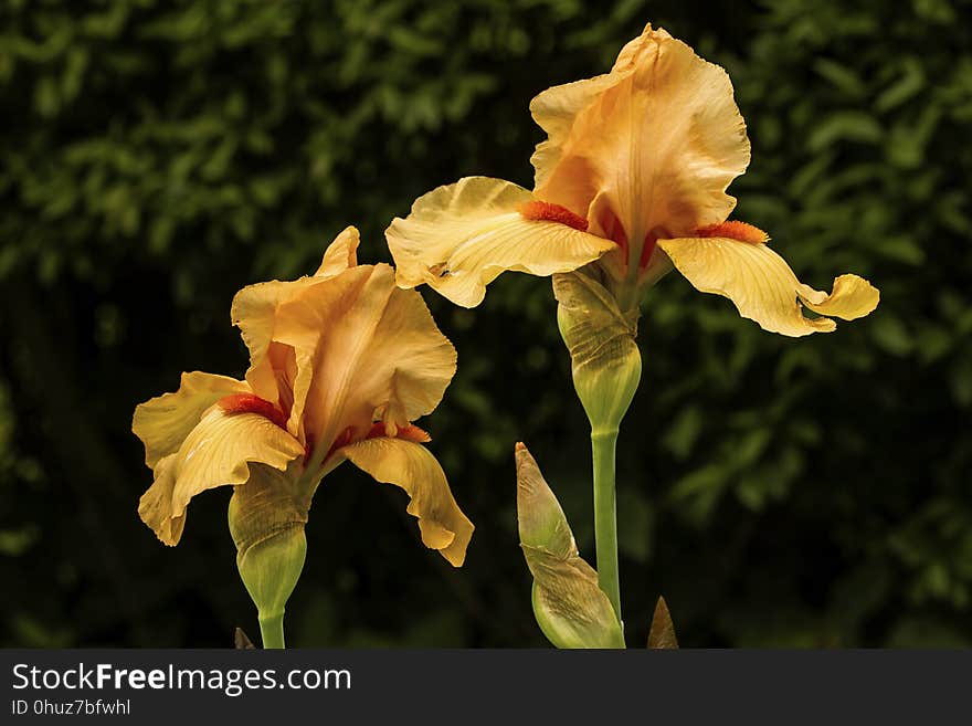 Flower, Plant, Flowering Plant, Iris Family