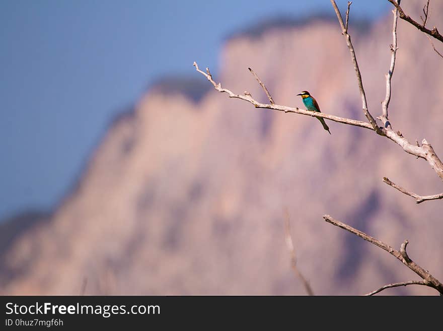 Sky, Branch, Twig, Atmosphere Of Earth