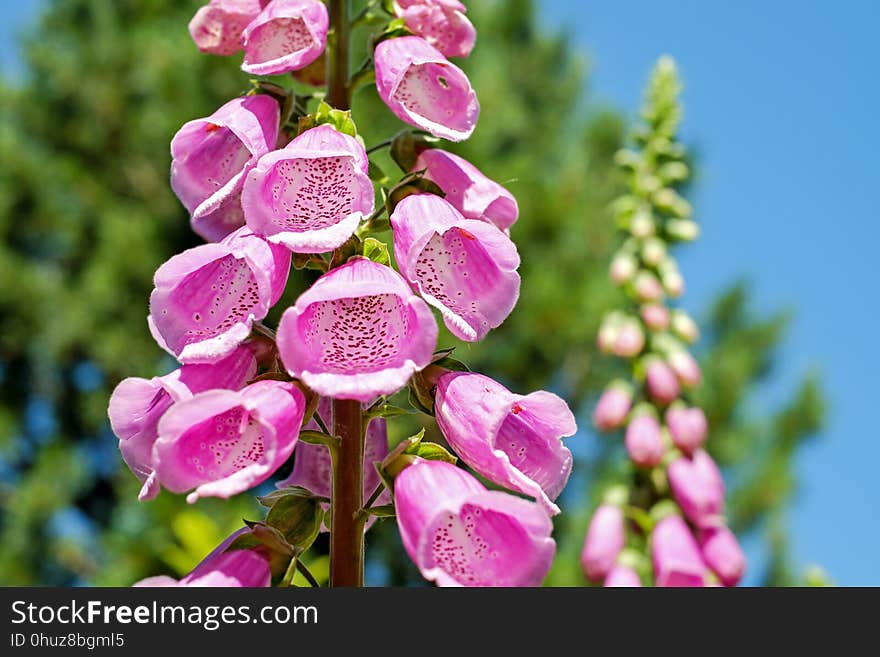 Flower, Pink, Plant, Flora