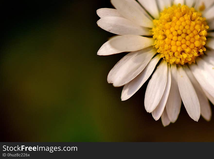 Flower, Yellow, Flora, Macro Photography