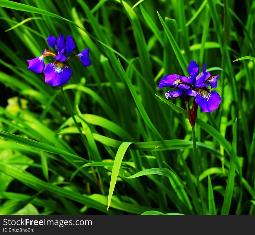 Flower, Plant, Flora, Iris