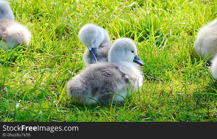 Bird, Water Bird, Fauna, Grass