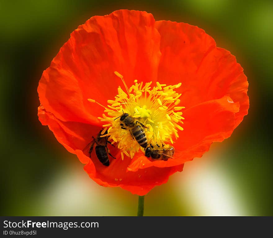 Flower, Wildflower, Yellow, Poppy