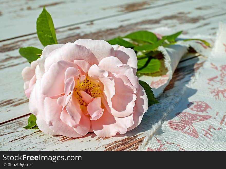 Flower, Pink, Rose Family, Rose