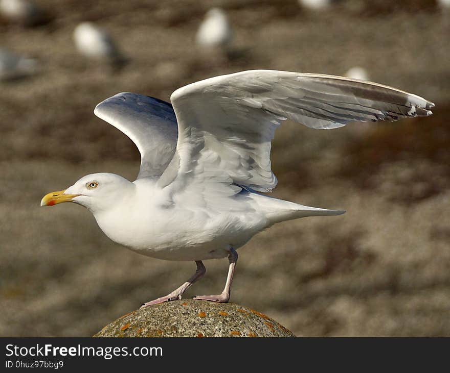 Bird, Gull, European Herring Gull, Seabird