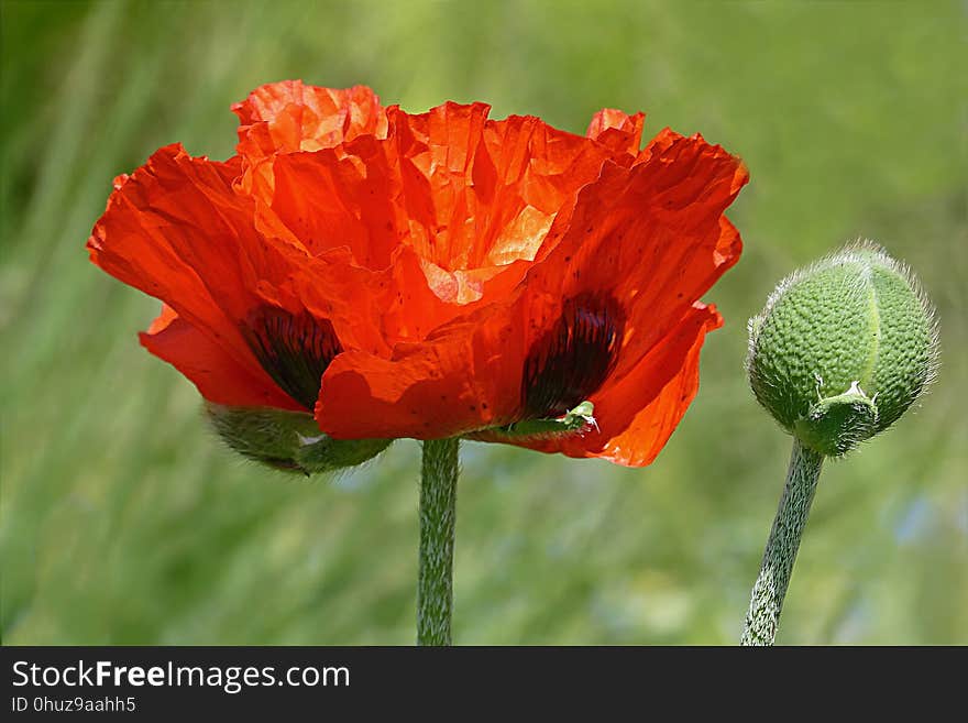 Flower, Wildflower, Poppy, Coquelicot