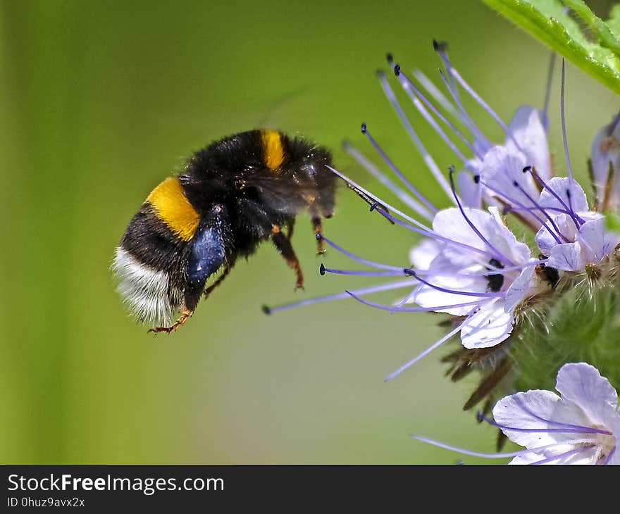 Bumblebee, Insect, Bee, Honey Bee