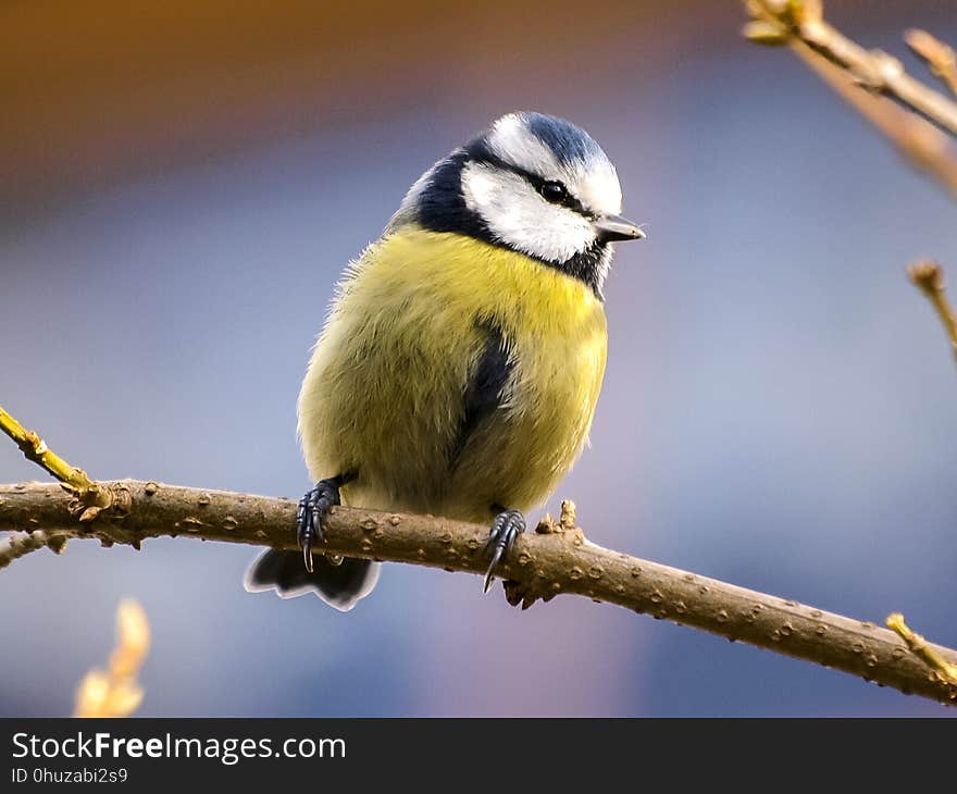 Bird, Fauna, Beak, Finch