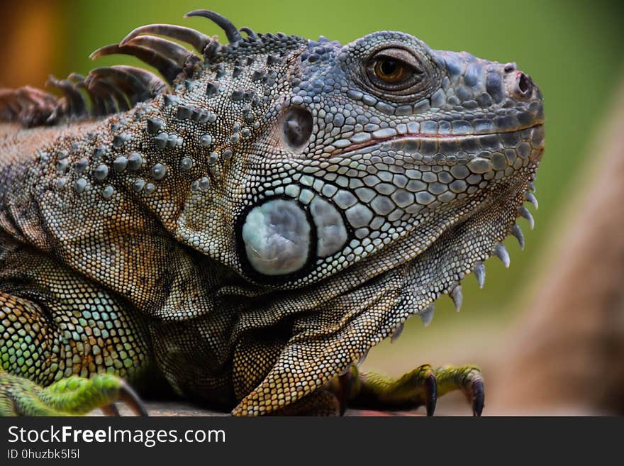 Lizzard iguana green reptile animal wildlife dragon nature eye zoo wild macro pet head closeup skin tropical closeup terrarium pet scale amphibian reptile