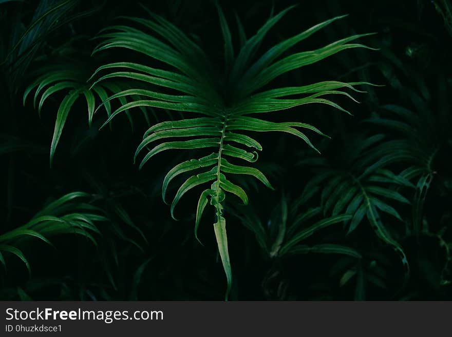 Green, Vegetation, Leaf, Plant