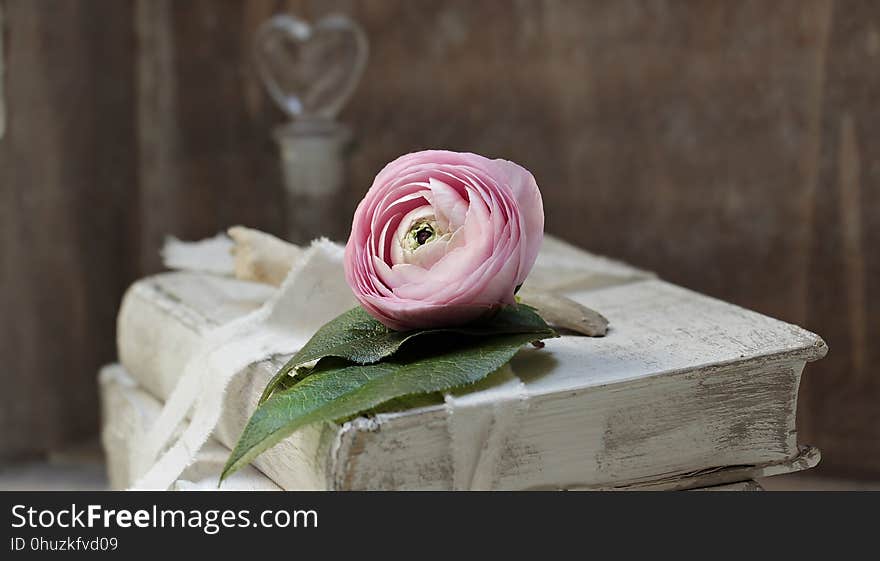 Flower, Pink, Rose Family, Plant