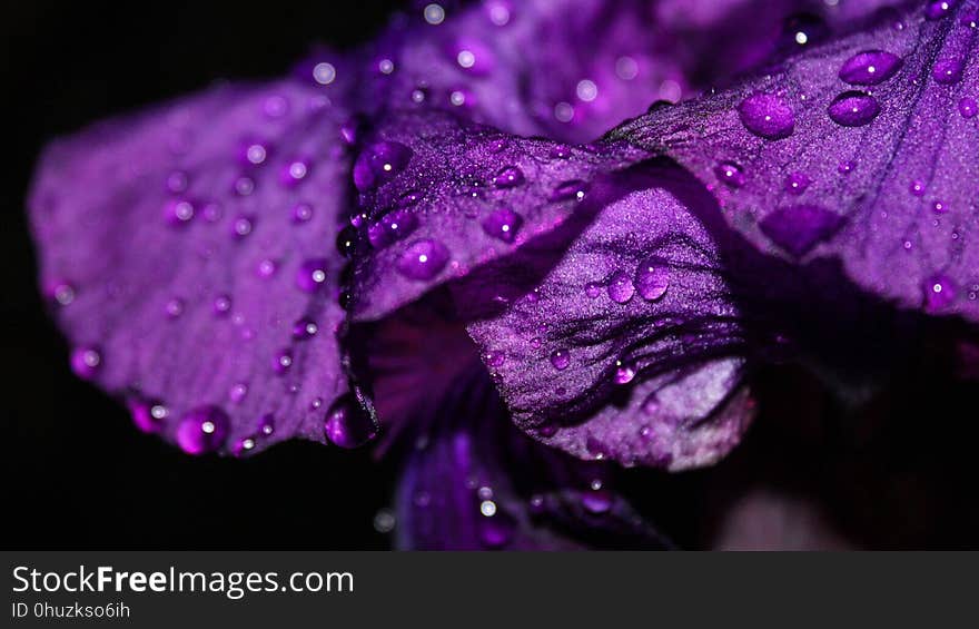 Violet, Purple, Dew, Water