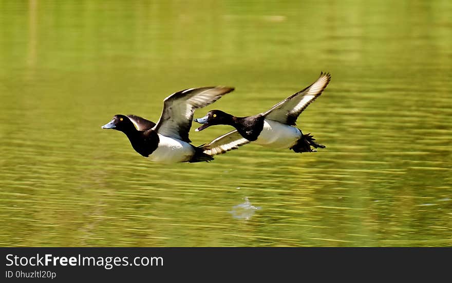 Bird, Duck, Fauna, Water Bird