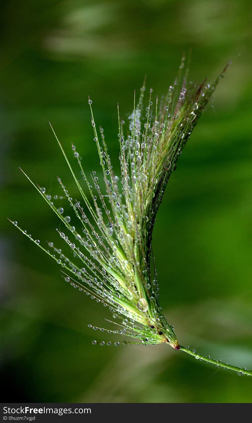 Vegetation, Water, Grass, Grass Family