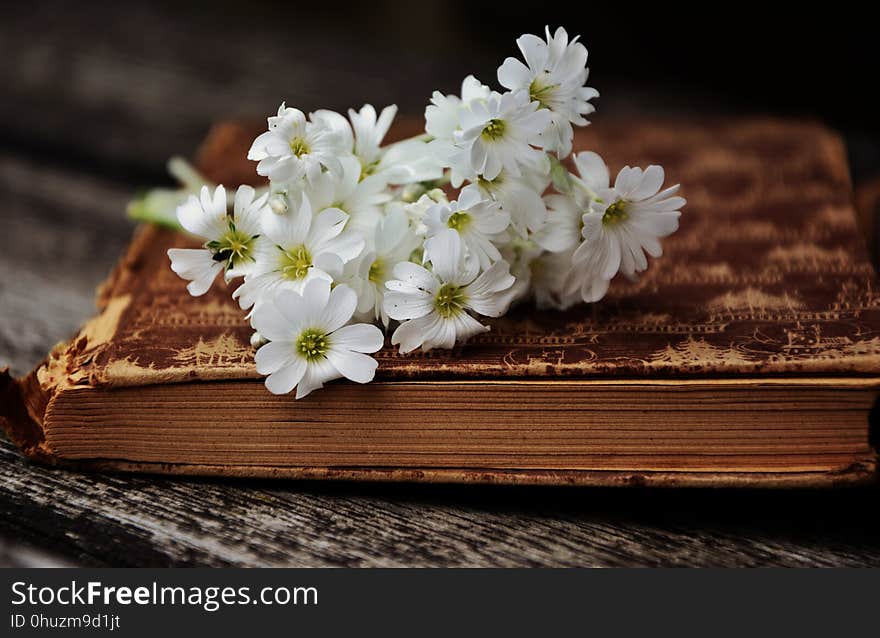 Flower, Flora, Spring, Blossom