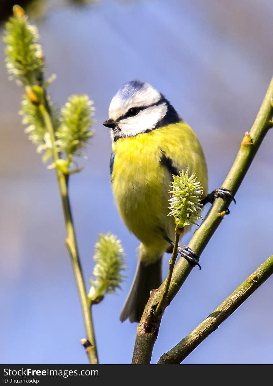 Bird, Fauna, Beak, Branch