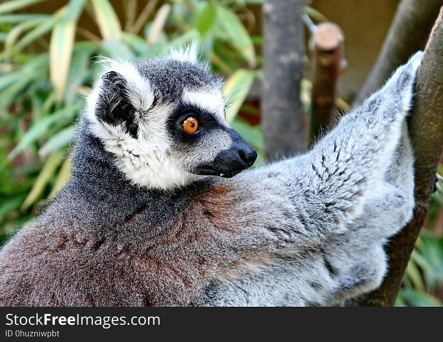 Fauna, Lemur, Primate, Terrestrial Animal