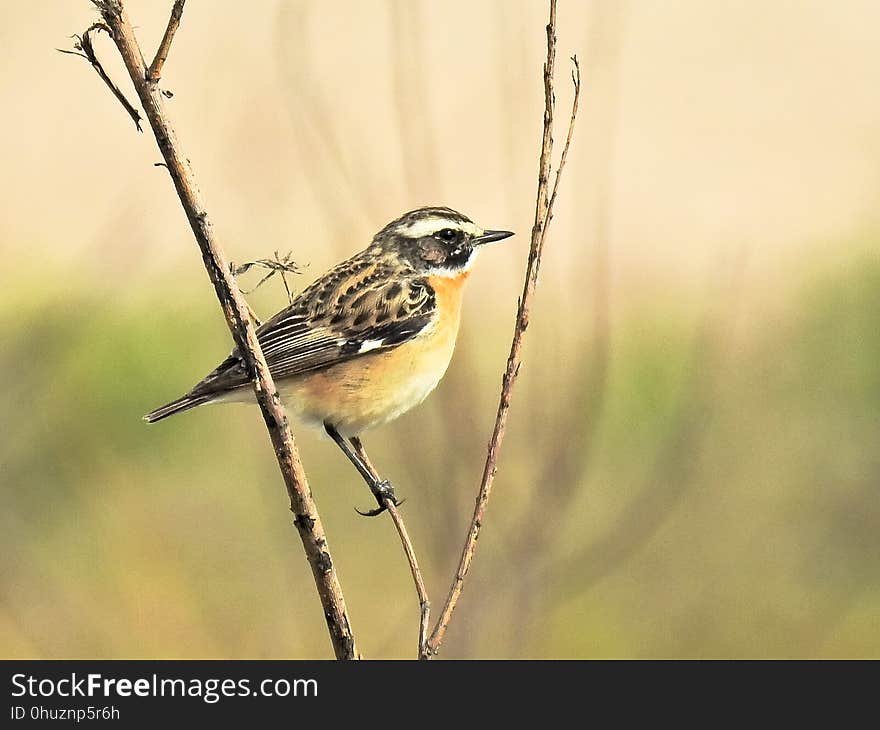 Bird, Fauna, Sparrow, Beak