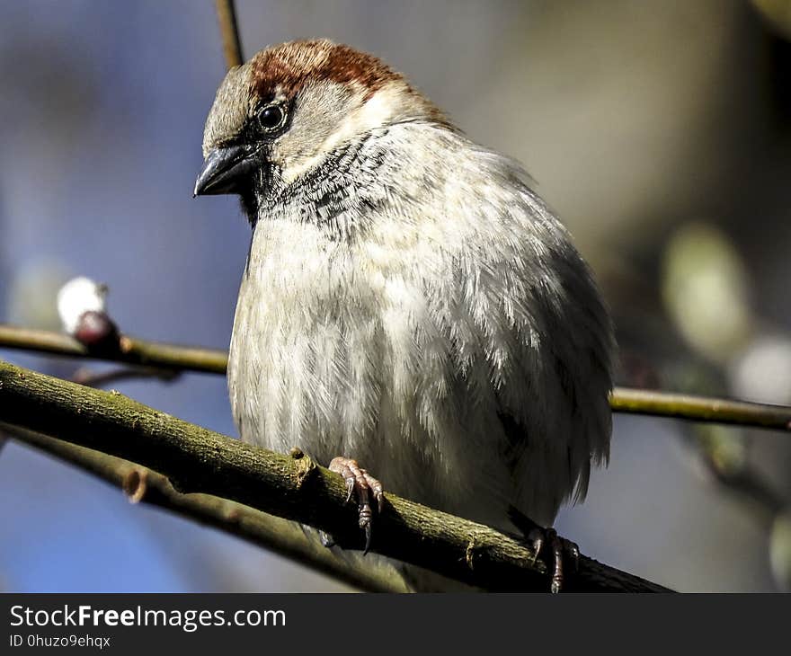 Bird, Sparrow, Beak, Fauna