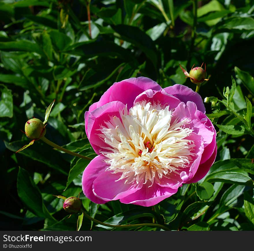 Flower, Plant, Peony, Flowering Plant