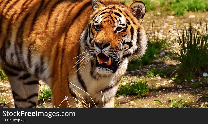 Tiger, Wildlife, Mammal, Terrestrial Animal