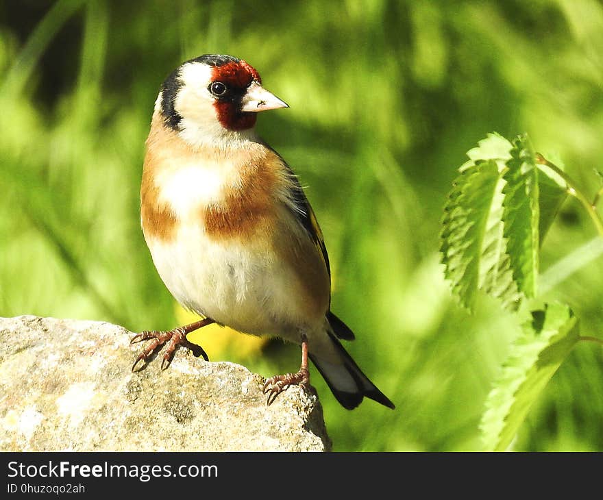 Bird, Fauna, Beak, Finch