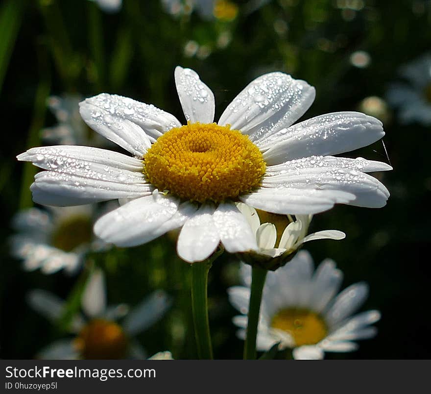 Flower, Oxeye Daisy, Flora, Chamaemelum Nobile