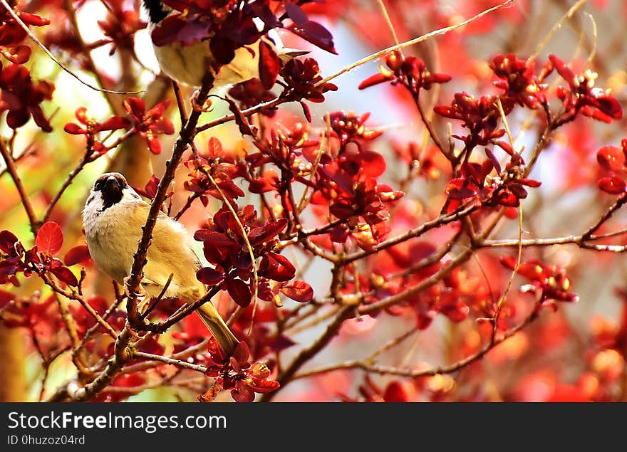 Red, Branch, Autumn, Twig