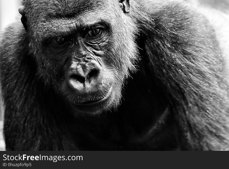 Great Ape, Black, Black And White, Western Gorilla