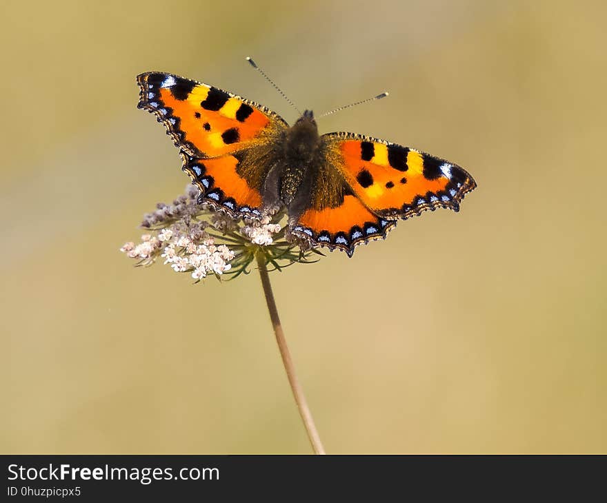 Butterfly, Insect, Moths And Butterflies, Invertebrate