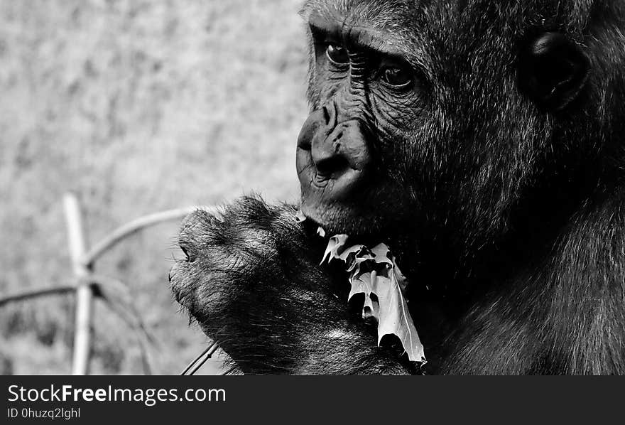 Black And White, Mammal, Great Ape, Primate