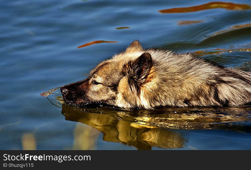 Water, Wildlife, Fauna, Dog Like Mammal