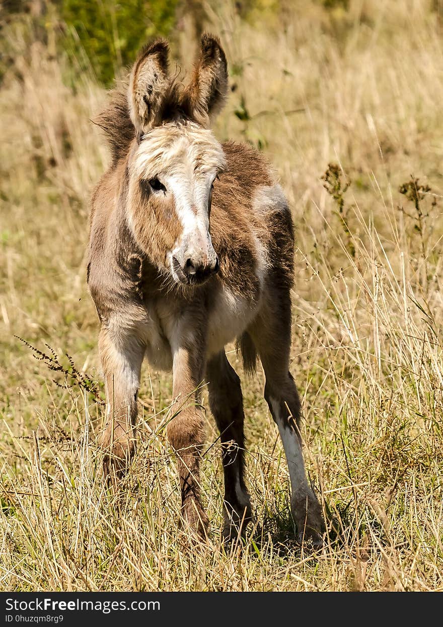 Wildlife, Donkey, Fauna, Horse Like Mammal