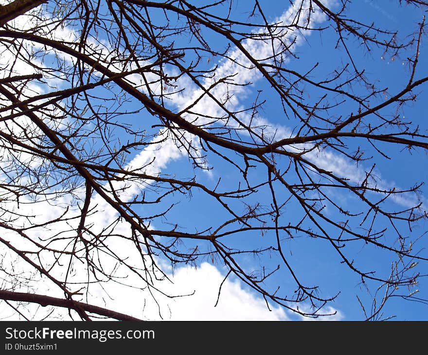 Branch, Sky, Tree, Leaf