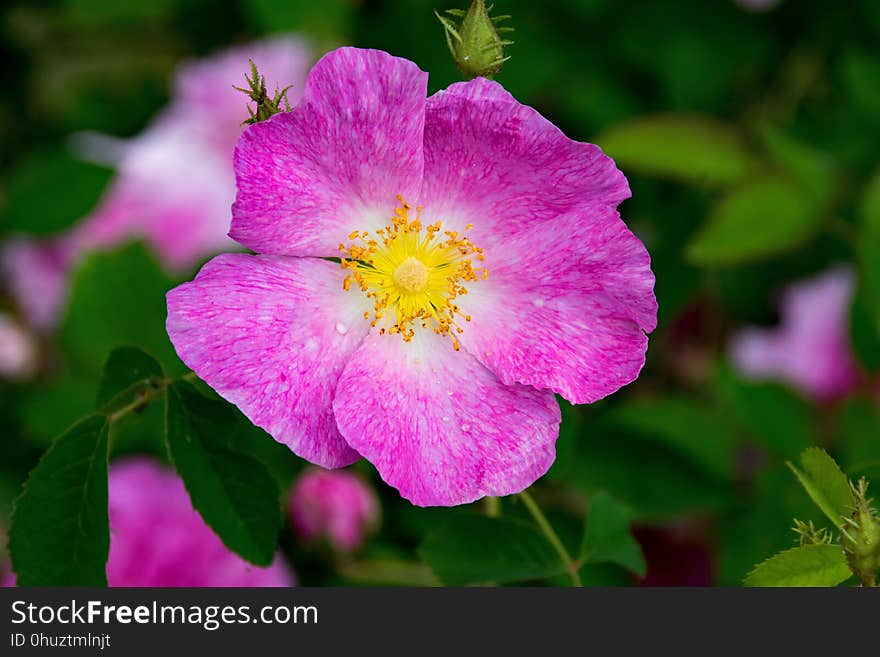 Flower, Pink, Rose Family, Flora