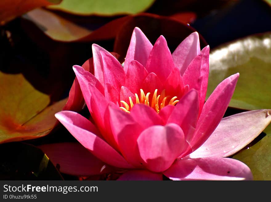 Flower, Pink, Flora, Plant