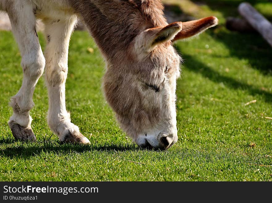 Donkey, Fauna, Horse Like Mammal, Grass