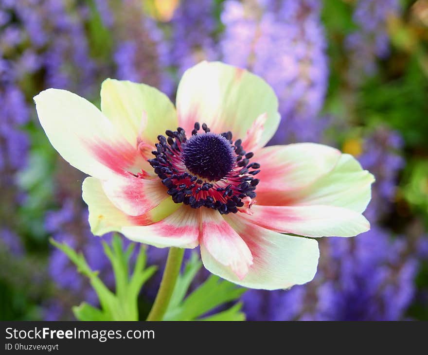 Flower, Wildflower, Flowering Plant, Flora