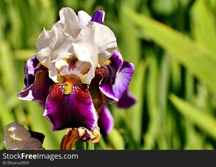 Flower, Flowering Plant, Plant, Purple