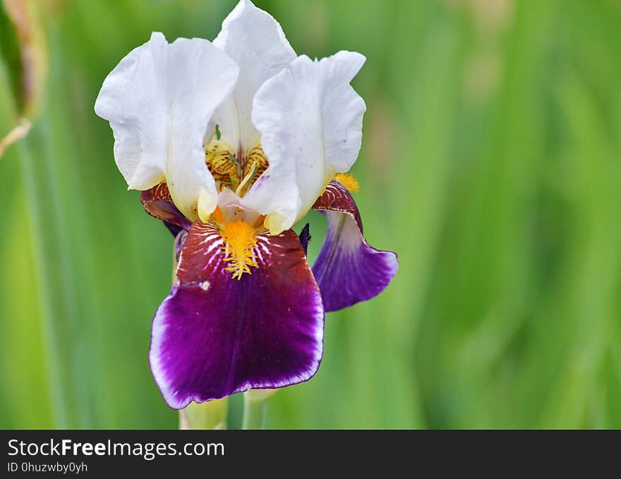 Flower, Flowering Plant, Plant, Flora