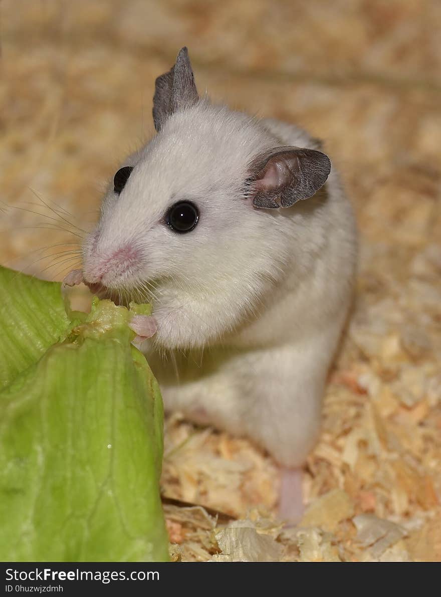 Fauna, Hamster, Mammal, Muroidea