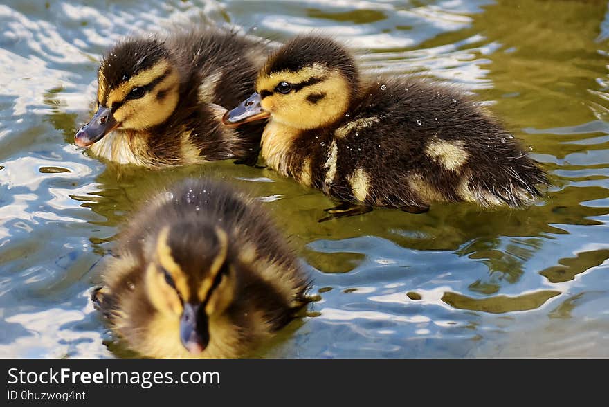 Duck, Bird, Ducks Geese And Swans, Water Bird