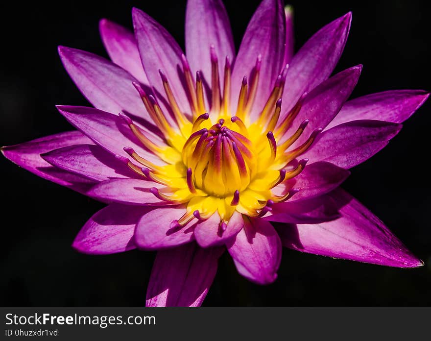 Flower, Flora, Purple, Plant