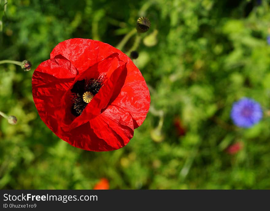 Flower, Wildflower, Poppy, Coquelicot